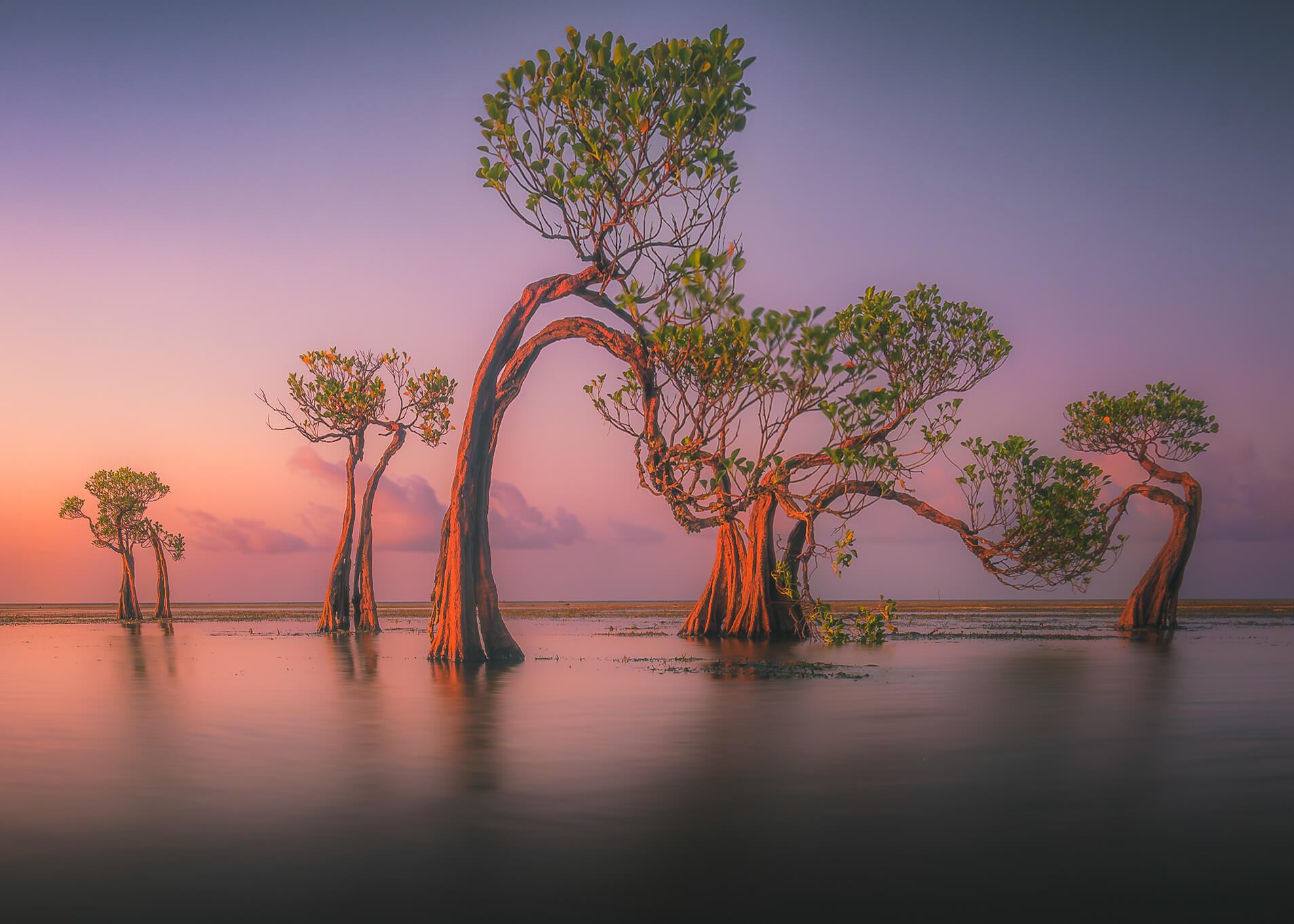Dancing Trees Sumba Indonesia