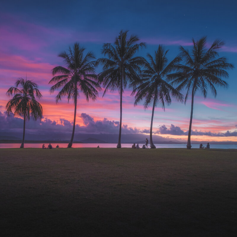 Palm-Treess-Port-Douglas